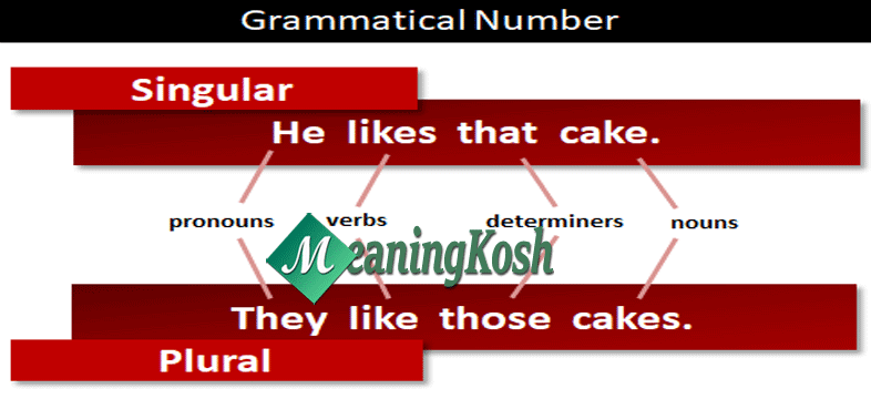 Number কাকে বলে? Rules of Singular to Plural Number